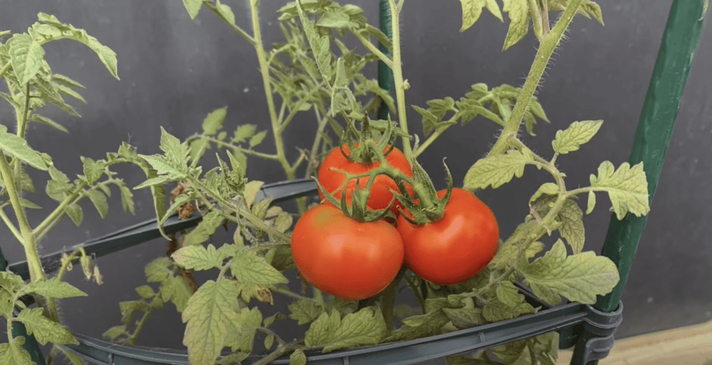 Tomato plant